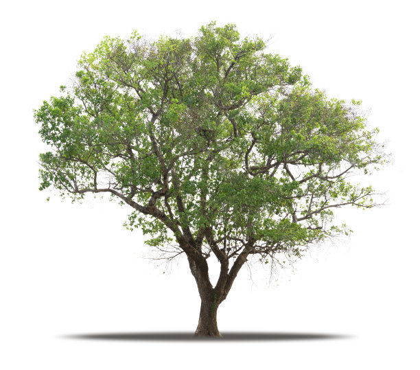 树木孤立在白色背景现实与阴影在高质量裁剪面具，热带树木用于广告设计和图形装饰图片下载