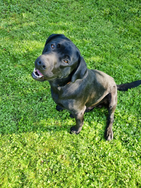 这张照片是一只可爱的黑色拉布拉多犬坐在绿色的草地上仰视着相机图片下载