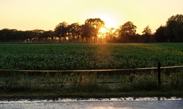 灌溉农田，日落，热气球，水树图片下载