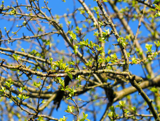 在树上开花图片下载