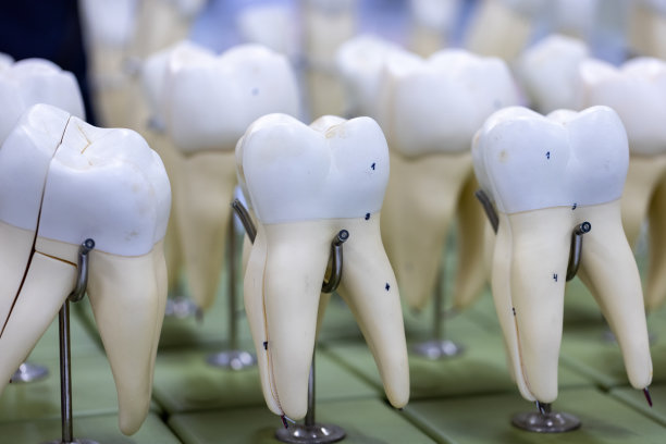 科学实验室人体部位模型的研究。图片下载