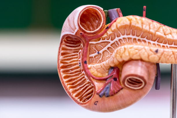 科学实验室人体部位模型的研究。图片下载