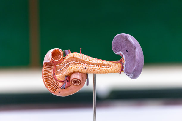 科学实验室人体部位模型的研究。图片下载