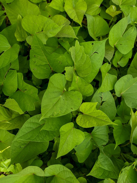 甘薯植物的俯视图图片下载
