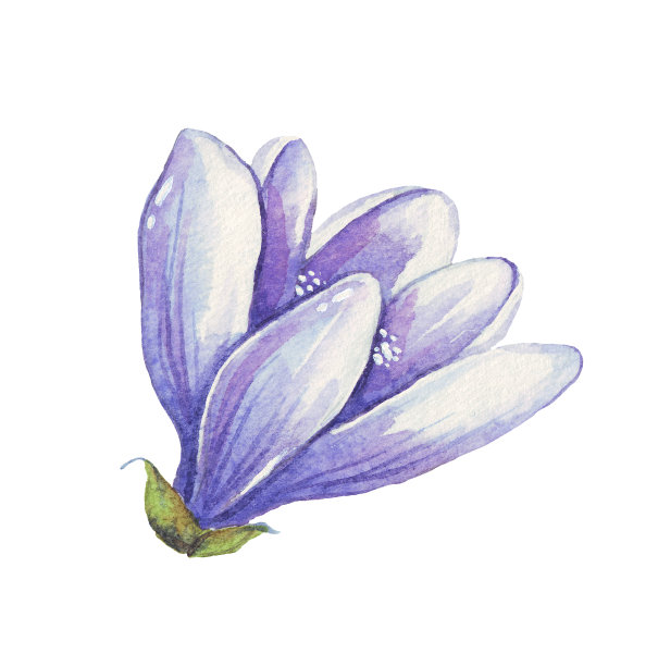 番红花。春天的花。水彩插图。手绘图片下载