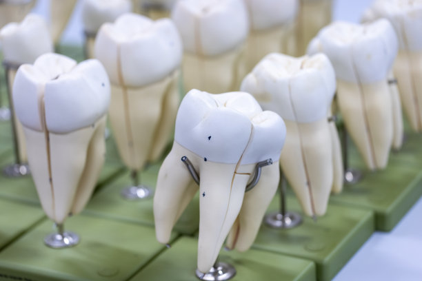 科学实验室人体部位模型的研究。图片下载