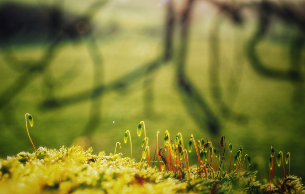 宏苔藓图片下载