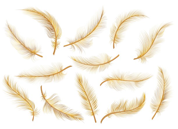 白色上的金色羽毛图片下载