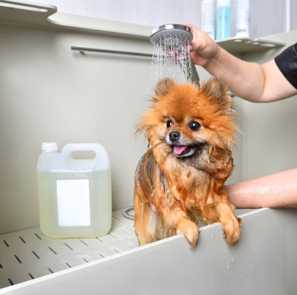 狗狗洗澡图片下载