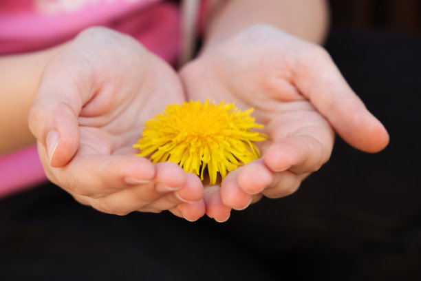 黄色的蒲公英花在孩子的手中，紧紧地攥在一起图片下载