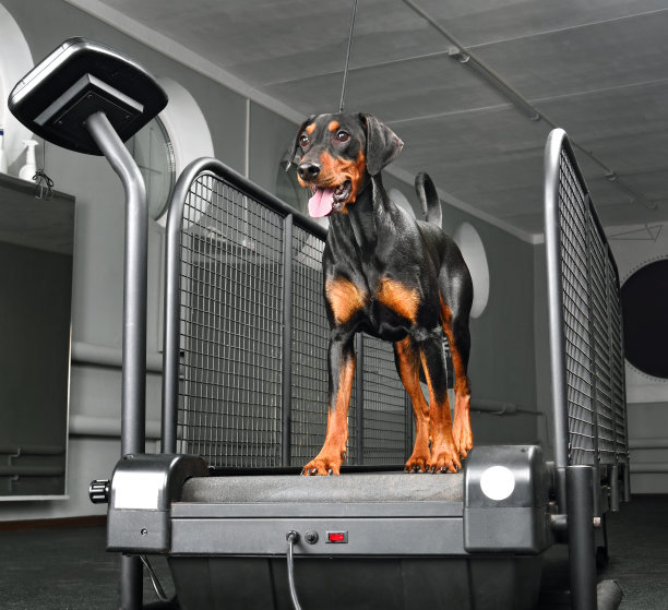 狗在跑步机上散步图片下载