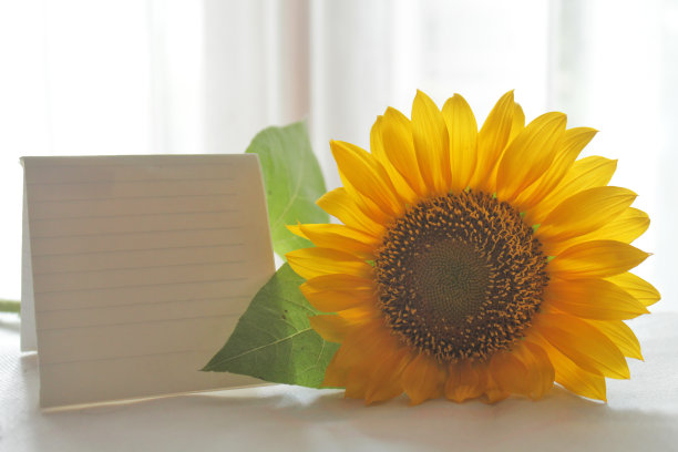 空白的记事本，白色的桌子上放着向日葵。图片下载