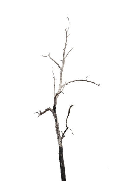 濒临死亡的树木被孤立在白色的背景上图片下载