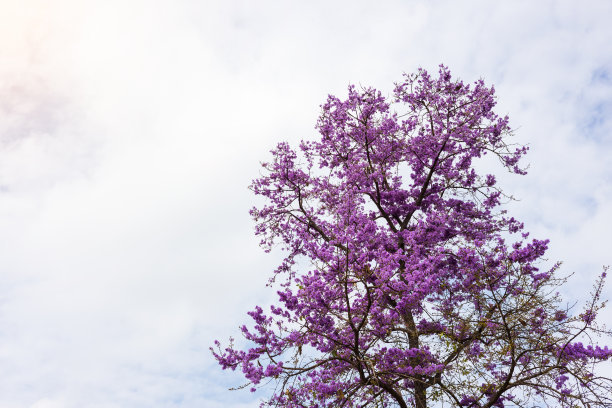 美丽的紫色Bungor花盛开在他们的树上。图片下载