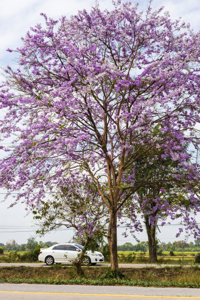 一个低角度的美丽的紫色bungor花盛开在铺好的道路附近。图片下载
