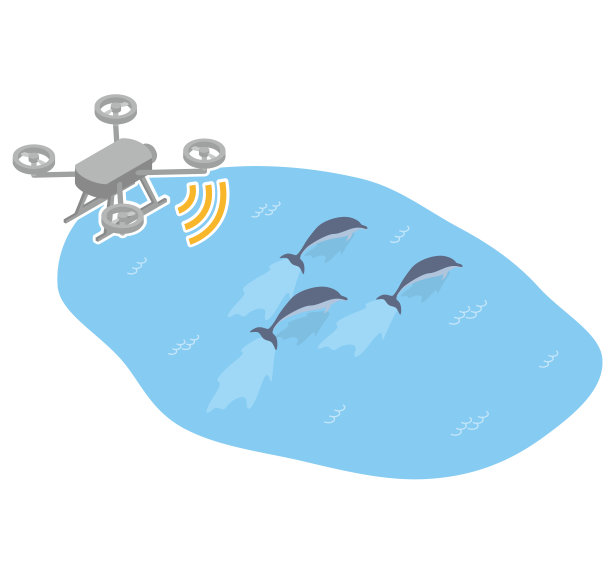 无人机调查海洋生物，如海豚图片下载