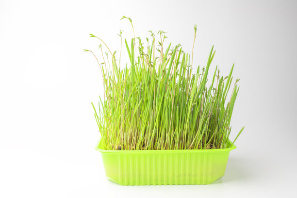 喂动物用的草托盘，背景为白色图片下载