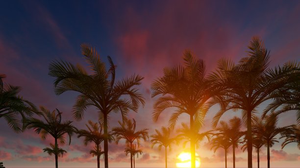 棕榈树与美丽的日落在背景，3d插图图片下载