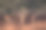 一群马鹿鹿鹿在发光的金色黎明阳光在森林景观场景惊人的光惊人的照片图片下载