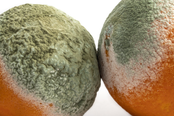 发霉腐烂的橙子水果。图片下载