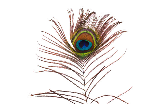 孔雀羽毛孤立在白色背景上图片下载