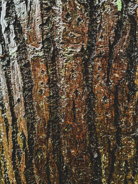 树皮一种潮湿、粗糙和深色的树皮图片下载