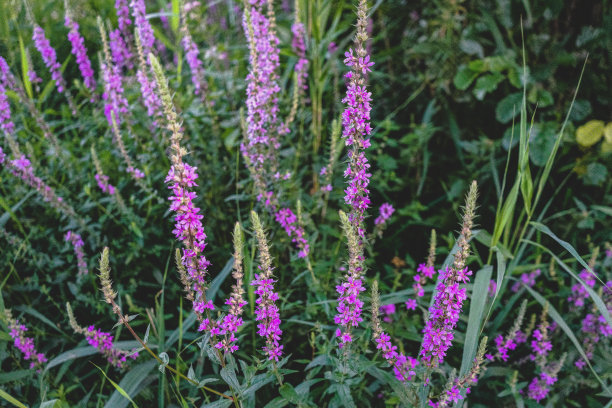 薰衣草的漂亮特写。图片下载