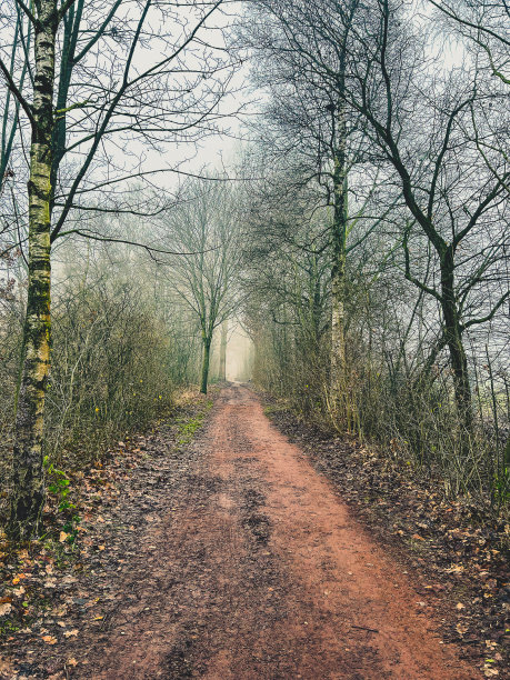 冬天有雾，一条美丽的小路穿过令人毛骨悚然的树木。图片下载