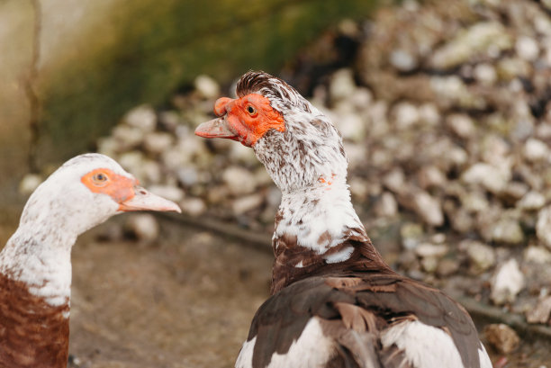 近距离照片的两个白色的鸭子看着相机在白天的时间。图片下载
