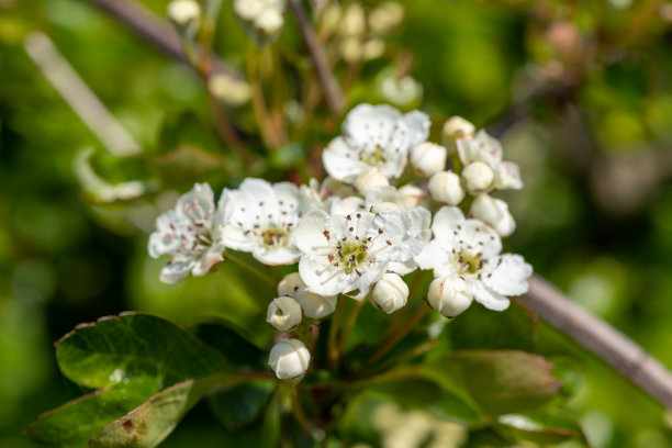 山楂(山楂属)开花图片下载