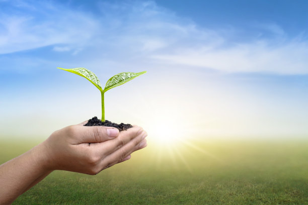 人工种植树木和模糊的绿色自然背景，实现可持续发展。21、环保日理念，环保日节约。图片下载