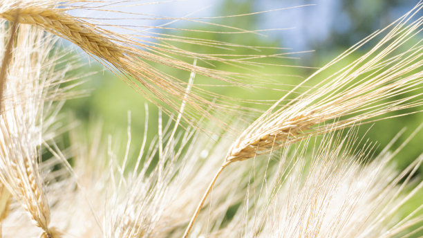 小麦和绿色背景图片下载