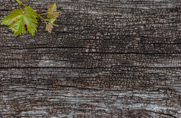 自然木材老化表面，葡萄叶在角落图片下载