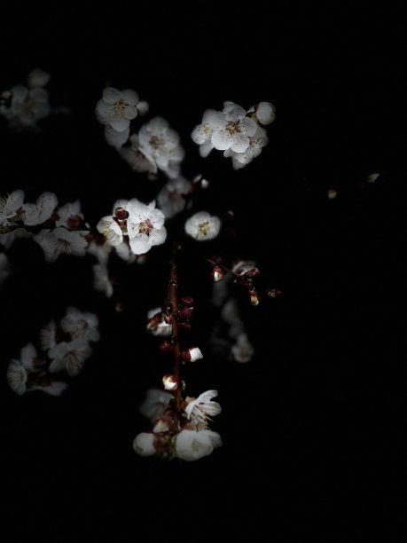 盛开的杏图片下载