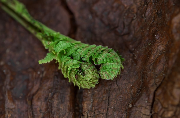 蕨类植物的叶子图片下载