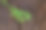 蕨类植物的叶子图片下载