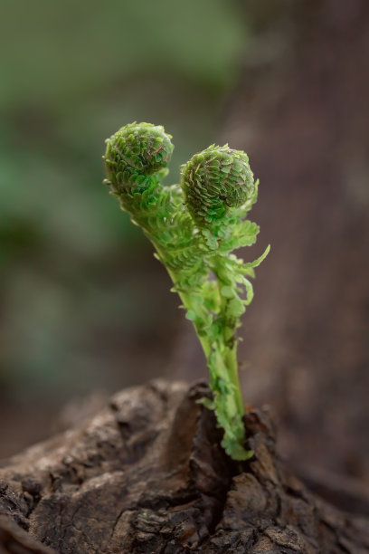 蕨类植物的叶子图片下载