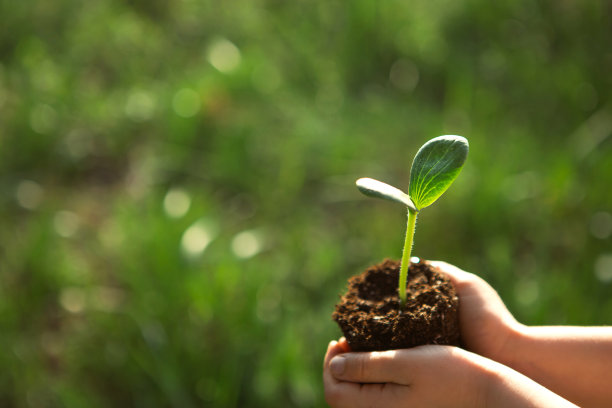 嫩绿的嫩芽在孩子的手中，在阳光的照耀下，映衬着绿油油的草地。28、自然种苗，生态环保，新生命，青春永葆。发展、和平、关爱的理念。本空间图片下载