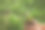 嫩绿的嫩芽在孩子的手中，在阳光的照耀下，映衬着绿油油的草地。28、自然种苗，生态环保，新生命，青春永葆。发展、和平、关爱的理念。本空间图片下载