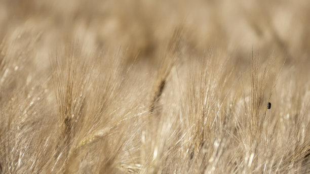 田间的干小麦和作物甲虫图片下载