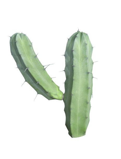 绿色仙人掌桃形几何孤立在白色背景上，剪裁路径图片下载