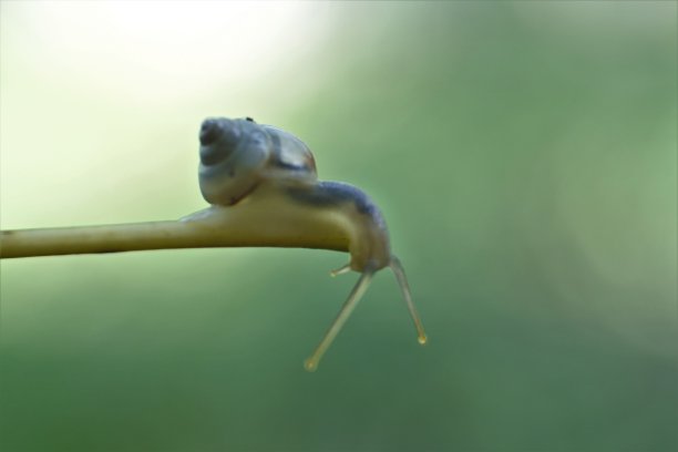 一只小蜗牛在植物的树枝上爬行图片下载