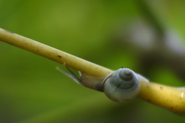 一只小蜗牛在植物的树枝上爬行图片下载