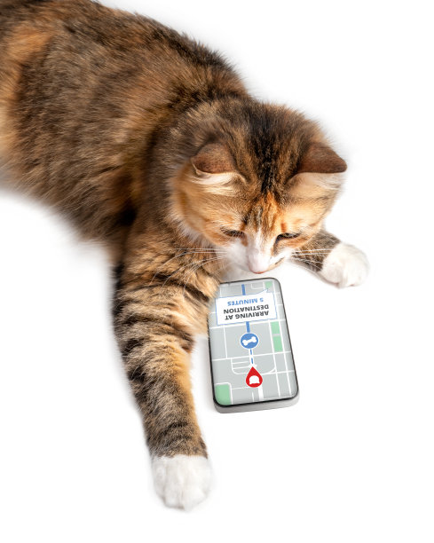 猫咪使用智能手机上的快递应用程序，在街道地图上在线跟踪订单。图片下载