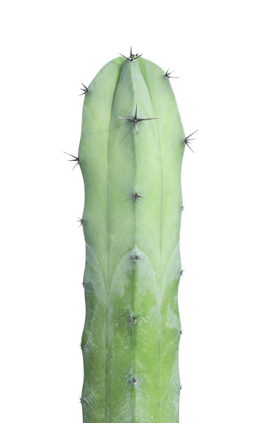 绿色仙人掌桃形几何孤立在白色背景上，剪裁路径图片下载