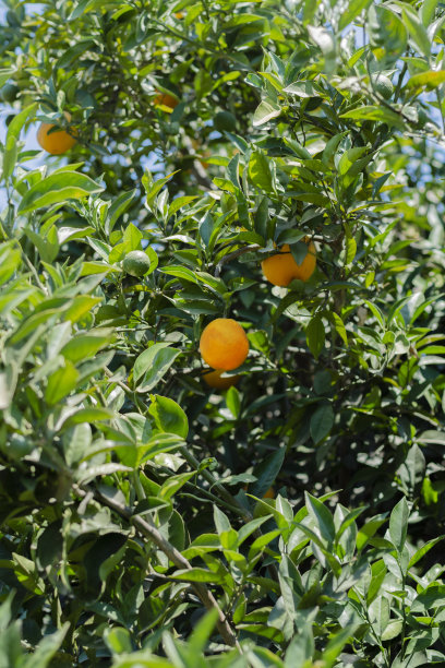 橙色的幼苗图片下载