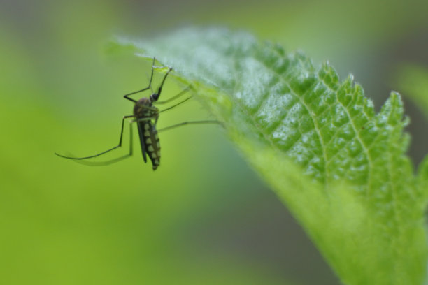 蚊子咬树叶的镜头近了，拍到蚊子把针扎进树叶里，蚊子往往是传染病的携带者图片下载