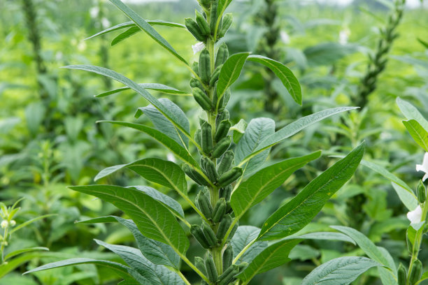 芝麻作物生长在绿色的农田图片下载