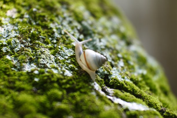 一只小蜗牛在植物的树枝上爬行图片下载