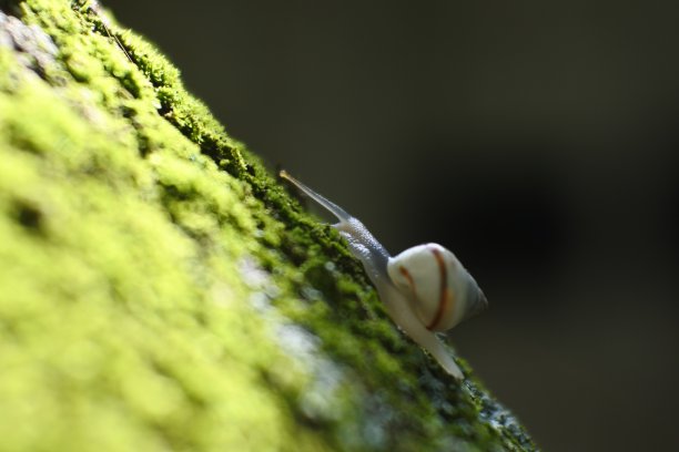 一只小蜗牛在植物的树枝上爬行图片下载